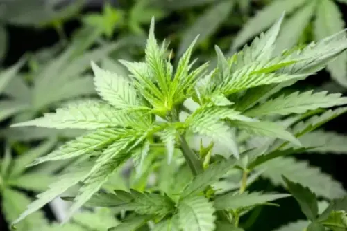 Lauterbach: Gesetzentwurf zur Cannabis-Legalisierung könnte Ende März vorliegen