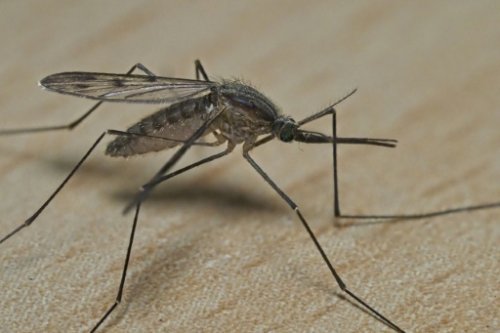Mückensprays im Warentest: Testsieger schützt 7,5 Stunden vor Stichen