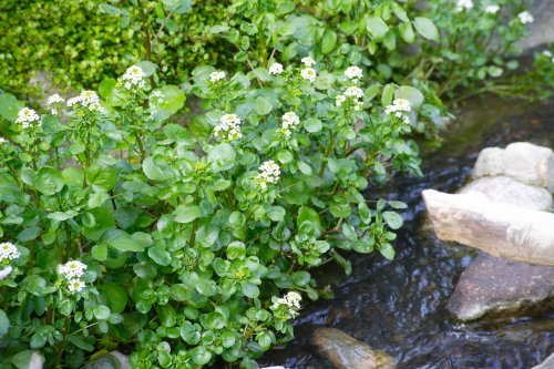 Brunnenkresse: gesundes Gemüse mit Heilwirkung?