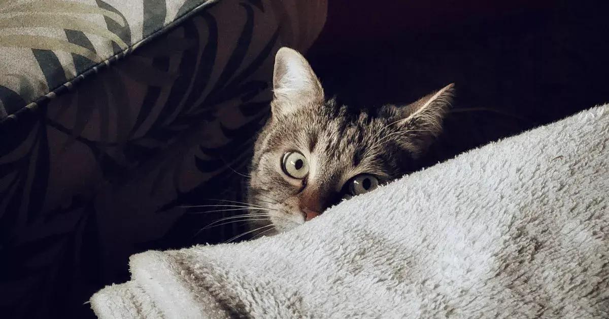 'I'm a cat behaviourist – four little-known things that cause pets stress'