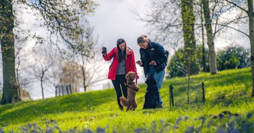 Five spring walks at gorgeous park near Surrey including The Twists family trail and dog friendly stroll