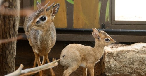 Adorable baby antelope born at Surrey zoo named after TikTok trend