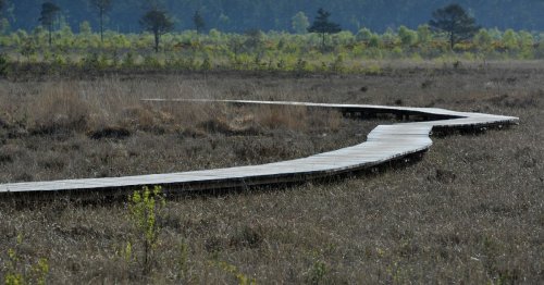 Stunning new Surrey nature reserve will protect 3,000 hectares of heathland and is home to Britain's best path