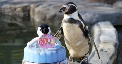 World's oldest penguin born in Surrey celebrates her birthday with a special cake