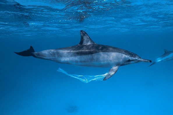 A spinner dolphin