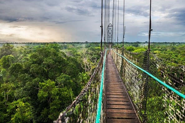 Jungle canopy walk in Ecuadorian Rainforest