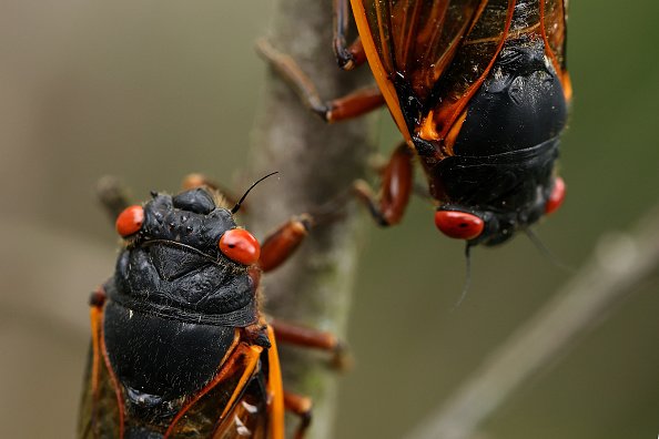 Two Mating Cicadas