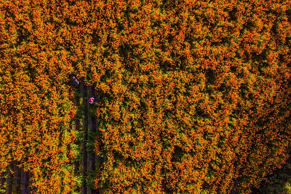Aerial view while a man works cutting cempasuchil flowers during a...
