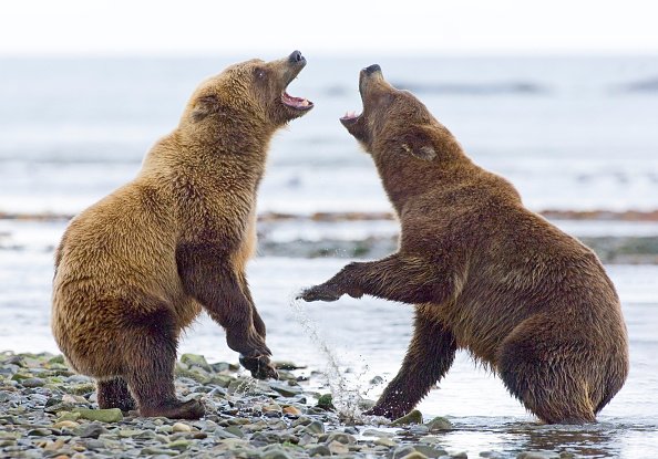 Brown Bear, Ursos arctos, fighting along edge of coastal creek...