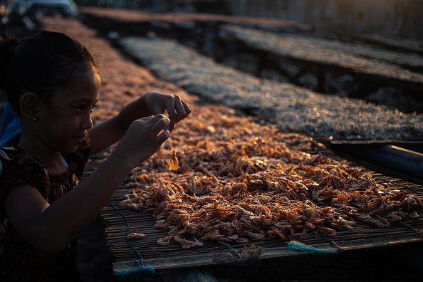 Shrimp drying in fisherman village, Jakarta