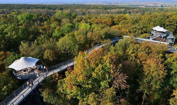 Germany's Hainich National Park