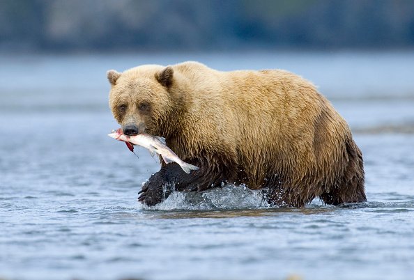 Brown Bear, Ursos arctos, with silver, coho, salmon Katmai, Alaska.