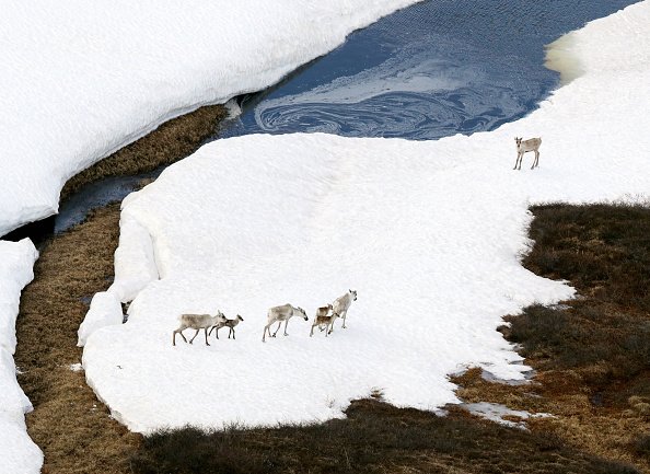 Caribou in melting snow