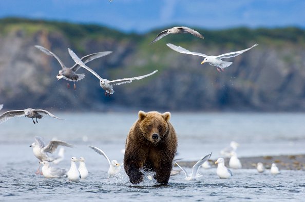 Brown Bear, Ursos arctos, running up coastal creek in pursuit of...