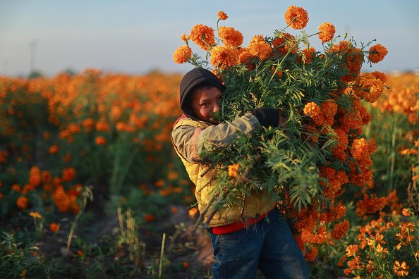 A child carries freshly cut flowers during a walk around a...