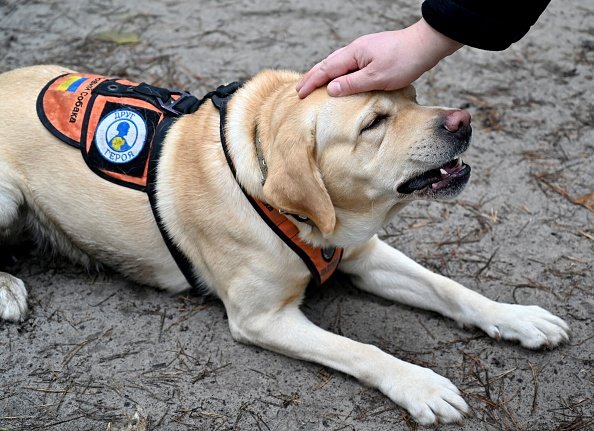 Service Dog for a Veteran