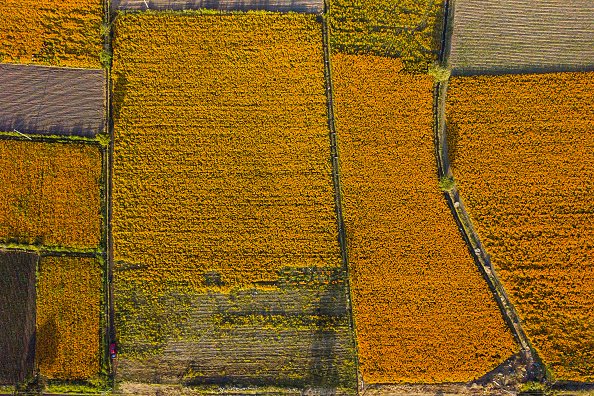 Aerial view of flower fields during a tour around a cempasuchil...