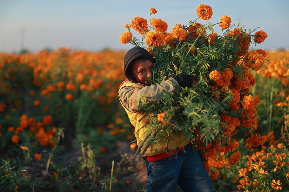 Harvesting Marigolds: Day of the Dead Preparations in Mexico | Flipboard