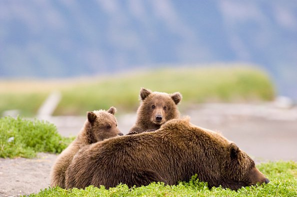 Brown Bear mother with cubs, Ursos arctos, Katmai, Alaska.