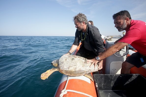 Saving a turtle on World Oceans Day