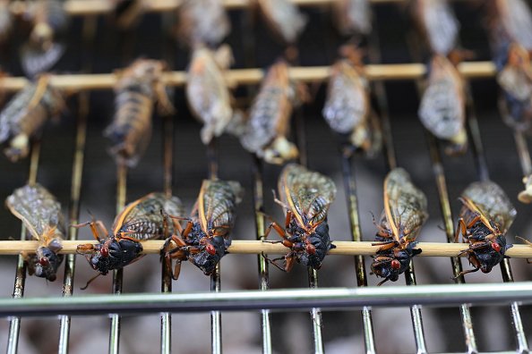 Grilled Cicadas