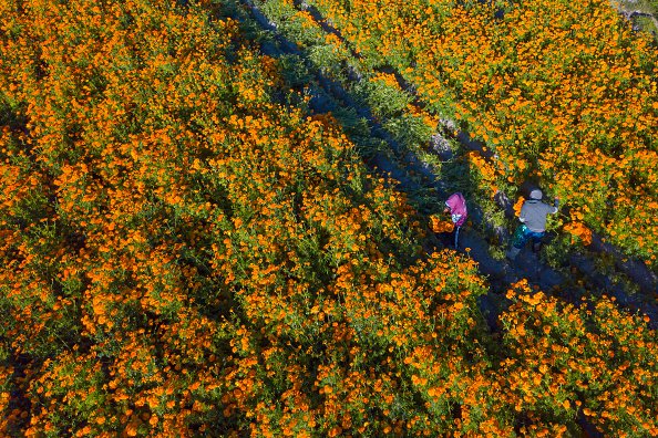 Aerial view while people work cutting cempasuchil flowers during a...