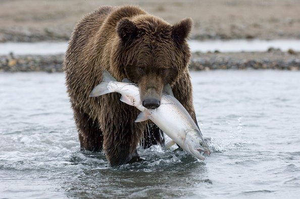 Brown Bear, Ursos arctos, with Silver, Coho, Salmon Katmai, Alaska.