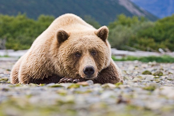 Brown Bear Ursos arctos Katmai, Alaska.