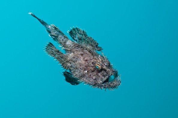 Short-spined Anglerfish