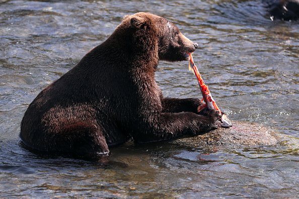 A brown bear is seen eating a salmon at Katmai National Park on...