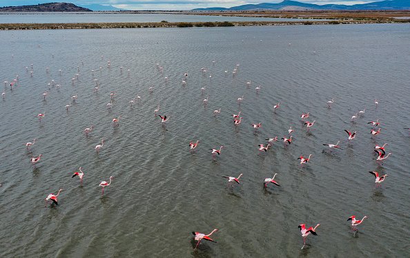 Flamingo haven