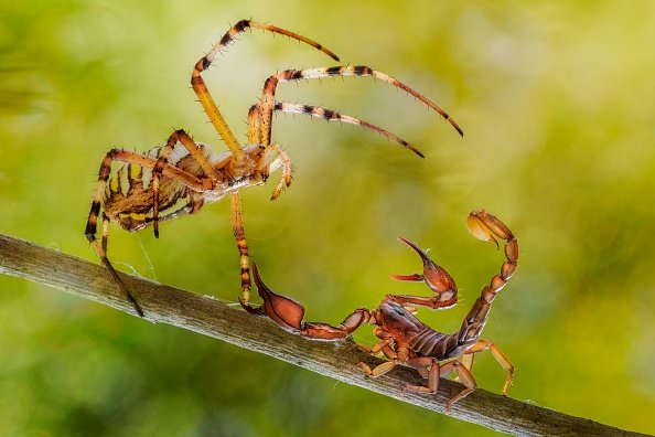 Fight between a spider and a scorpion