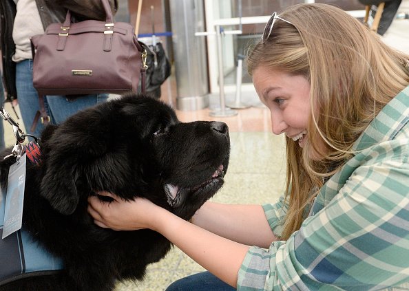 Airport Therapy Dogs