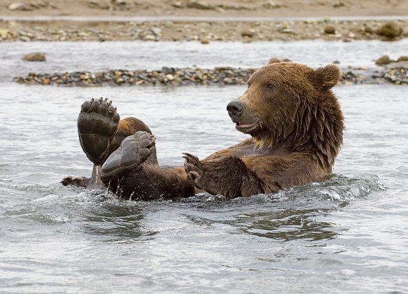 Brown Bear Ursos arctos Katmai, Alaska.