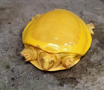 A Yellow Turtle That Looks Like Cheese Discovered