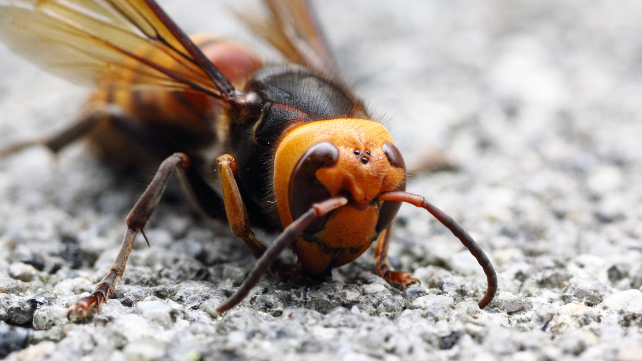 Giant Murder Hornets Are Entering The Slaughter Phase