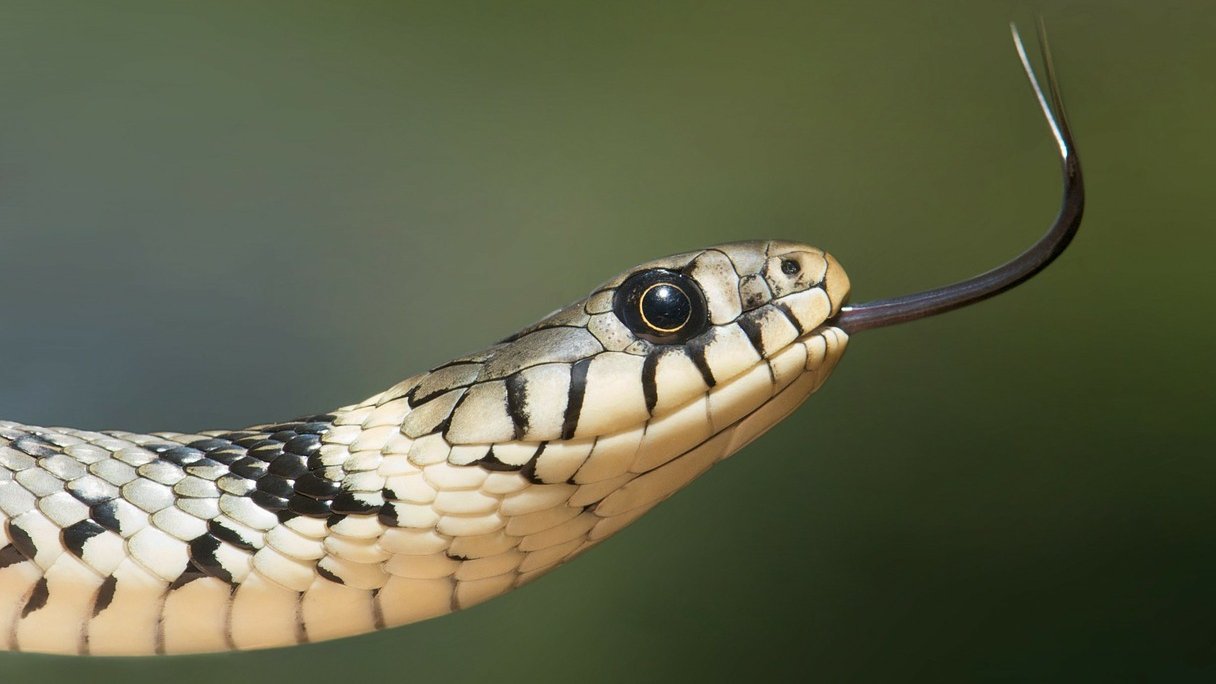 Snakes Are Hiding In Groceries, See The Video