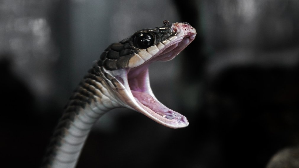 Snake Catching Is Now A Sport, See Wranglers Competing And Dodging Fangs