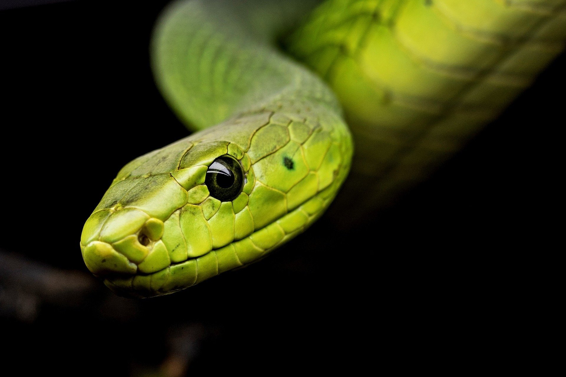 Giant Snake Washes Up On Shore, See The Shocking Photo
