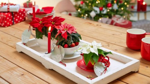 Weihnachten: Adventsstern richtig pflegen – Tipps & Tricks