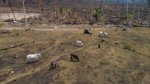 Schwerste Brände im Amazonasgebiet seit über zehn Jahren