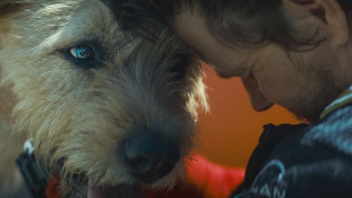 Mark Wahlberg & Hund kämpfen sich in wahrer Geschichte durch 700 Kilometer in erstem Filmtrailer