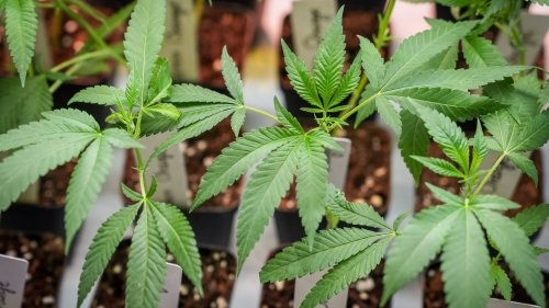 14 Kiffer-Filme: Die besten Filme rund um das Thema Cannabis