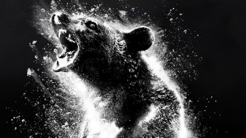 Horrortrip mit einem Bären auf Drogen: Erster Trailer zum absolut irren „Cocaine Bear“