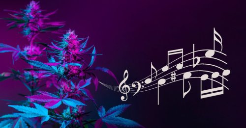22 Songs über Cannabis & Hymnen der Legalisierung von Marihuana