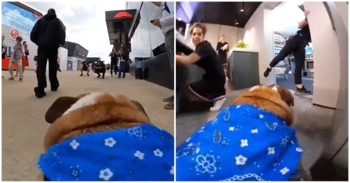 Lewis Hamilton strapped camera to his dog at Silverstone - the footage is so good it’s gone viral