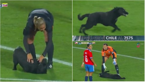 Brilliant video of dog running onto football pitch and refusing to leave has gone viral