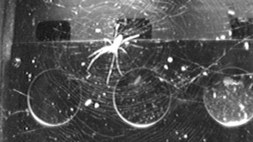 Space Station Spiders Found a Hack to Build Webs Without Gravity