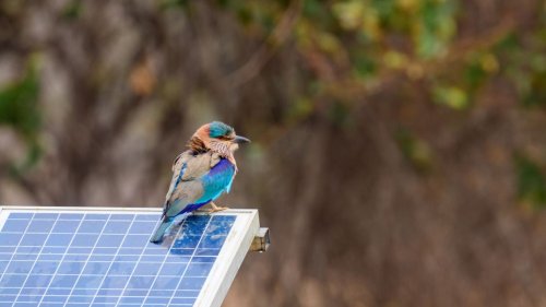 Solar Farms Can Actually Double as Havens for Wildlife