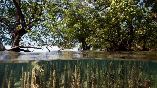 We Can All Learn From This Massive Mangrove Forrest in How to Make a Stunning Comeback